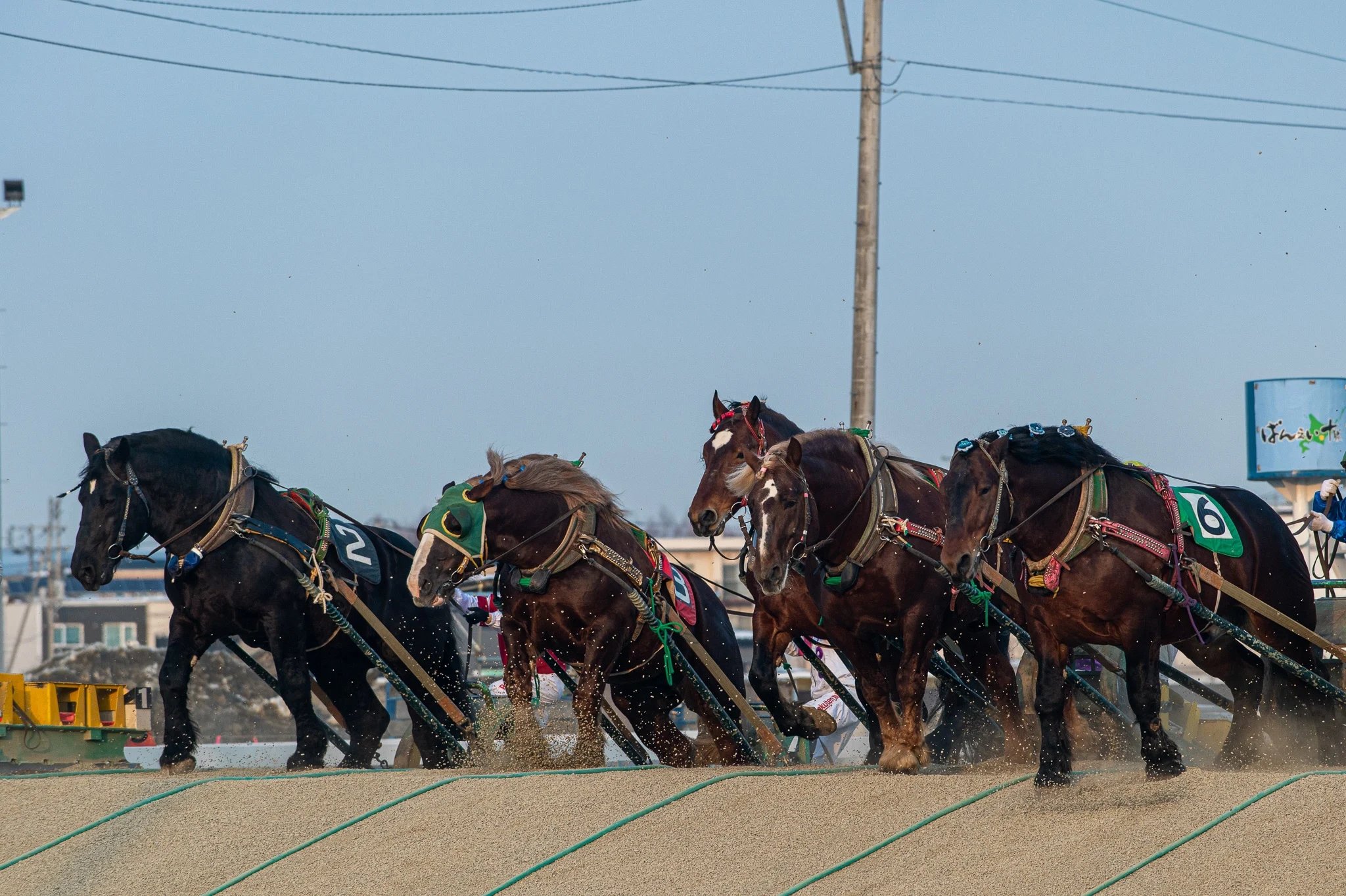 🐎 오비히로 경마장 이미지 7
